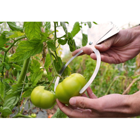 Compas de mesure fruits 2 à 22cm - Conditionnement et vente directe -  T000015 - Terrateck
