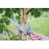 Nursery tree caliper 6 to 18cm