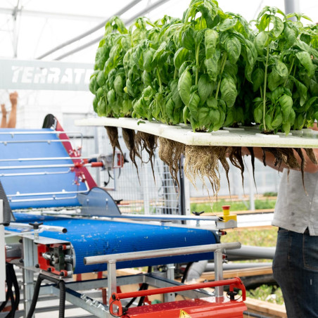 Feststehende Erntemaschine für Babyleaf-Salat und Microgreens