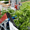 Harvester on fixed station for aquaponics/microgreens