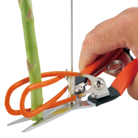 Asparagus harvest scissors (measurement, cutting, capturing) detachable measurer