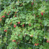 White plastic trellis netting