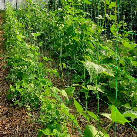 Green biodegradable trellis net 1.85x250m in roll. Mesh 15x15cm.