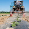 Brush hoeing machine for plastic mulch