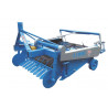 Chain-operated multi-row potato harvester