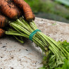 Rubber harvest elastics 120x1.8mm green (chicory/flowers/swiss chard)