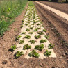 Natural biodegradable paper mulch with black side - 20m roll