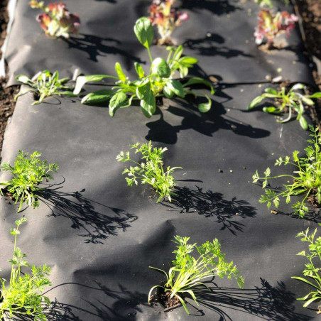 Natural biodegradable paper mulch with black side - 20m roll