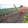 Single-wheel market gardening weeder