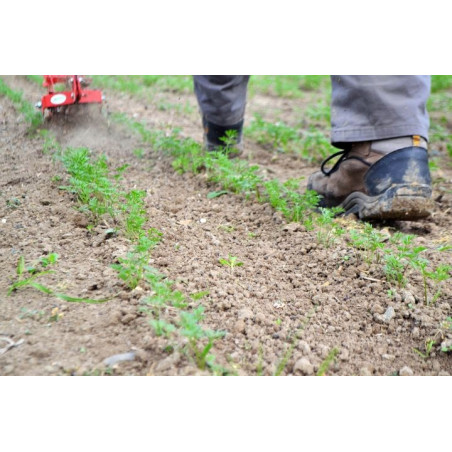 Single-wheel market gardening weeder